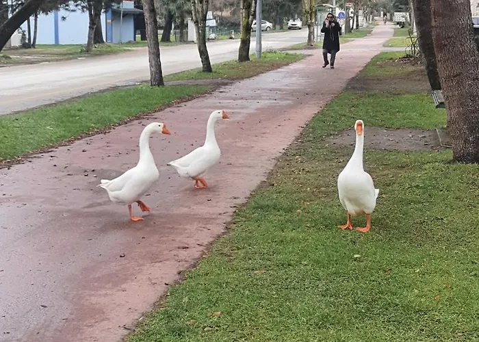 Villa Cadde Sicak Havuzlu Genis Bahceli Sapanca